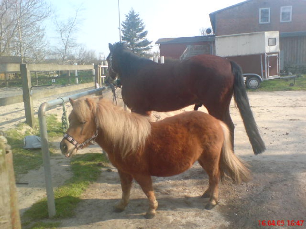 Shetty Stute Fuchs - Pferde - Kappeln