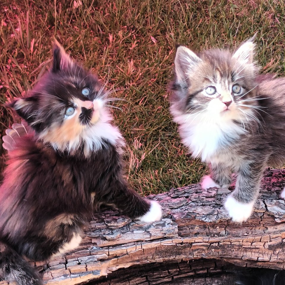 Maine Coon Kitten suchen ab sofort ein neues Zuhause - Katzen - Altenpleen