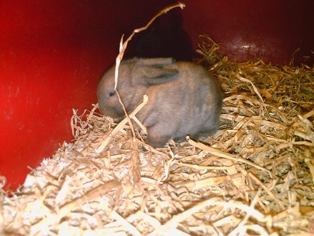 Zwergkaninchen - Sonst Nagetiere - Dorsten