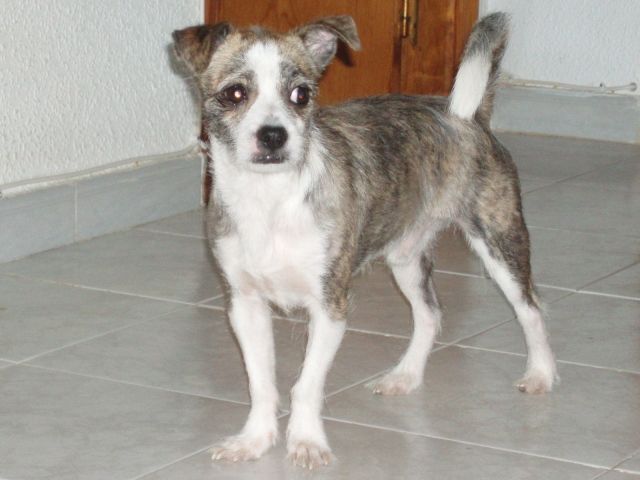 Hund entlaufen!!! - Entlaufen Zugelaufen - Kaarst