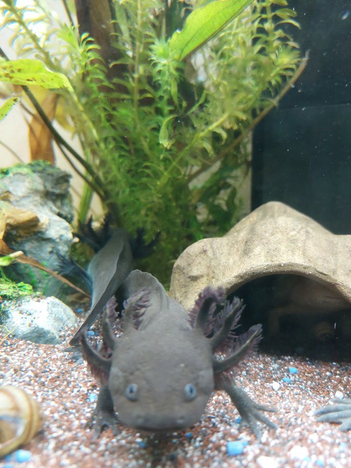 Axolotl Wildlinge ca. 10 Monate alt - Amphibien - Singen