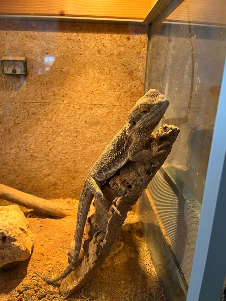 Bardagame  mänlich ab zu geben - Reptilien - Römerstein