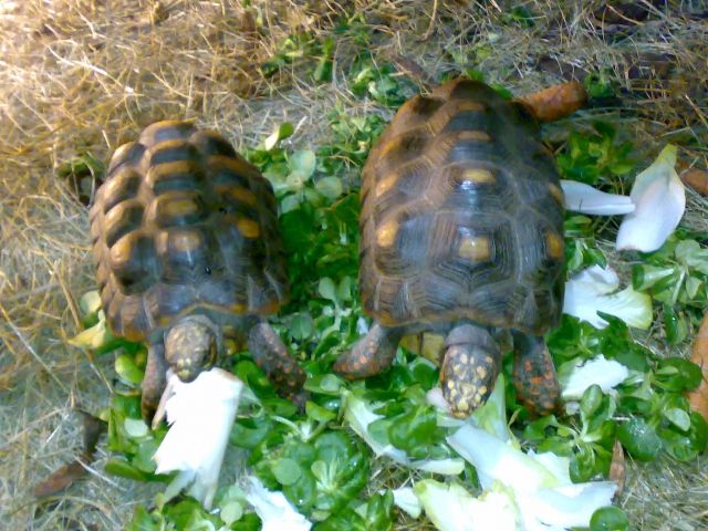 1 Paar Köhlerschildkröten - Geochelone carbonaria, NZ 1999 - Reptilien - Ochtrup