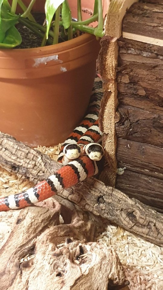  Wegen Hobbyaufgabe abzugeben - Lampropeltis Pyromelana Pyromelana  - Reptilien - Hennigsdorf