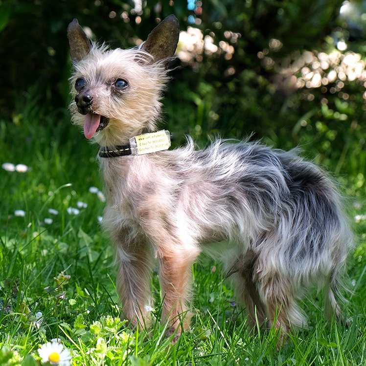 YORKI GIZMO - männlich  15 Jahre  20 cm  1 kg  Mini Yorkshire-Terrier  Gechipt   - Hunde - Lauf an der Pegnitz