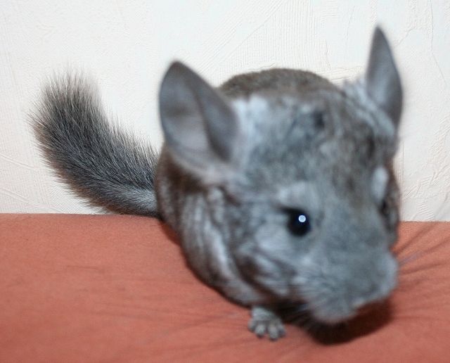 Junges Chinchilla sucht.... - Sonst Nagetiere - Unna