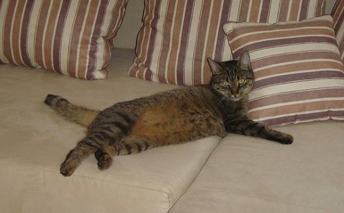 Katze in Mülheim-Kärlich entlaufen - Entlaufen Zugelaufen - Mülheim Kärlich