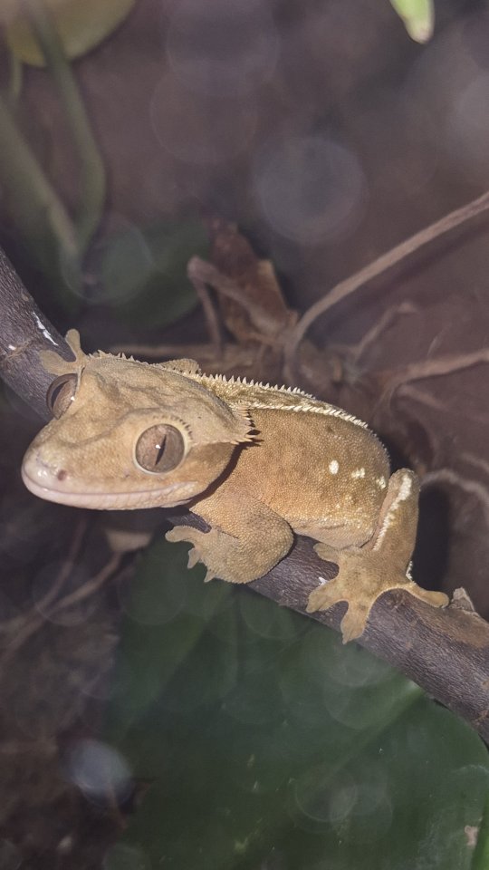 Verkaufe Kronengecko (Correlophus ciliatus) - Reptilien - Oberschöna