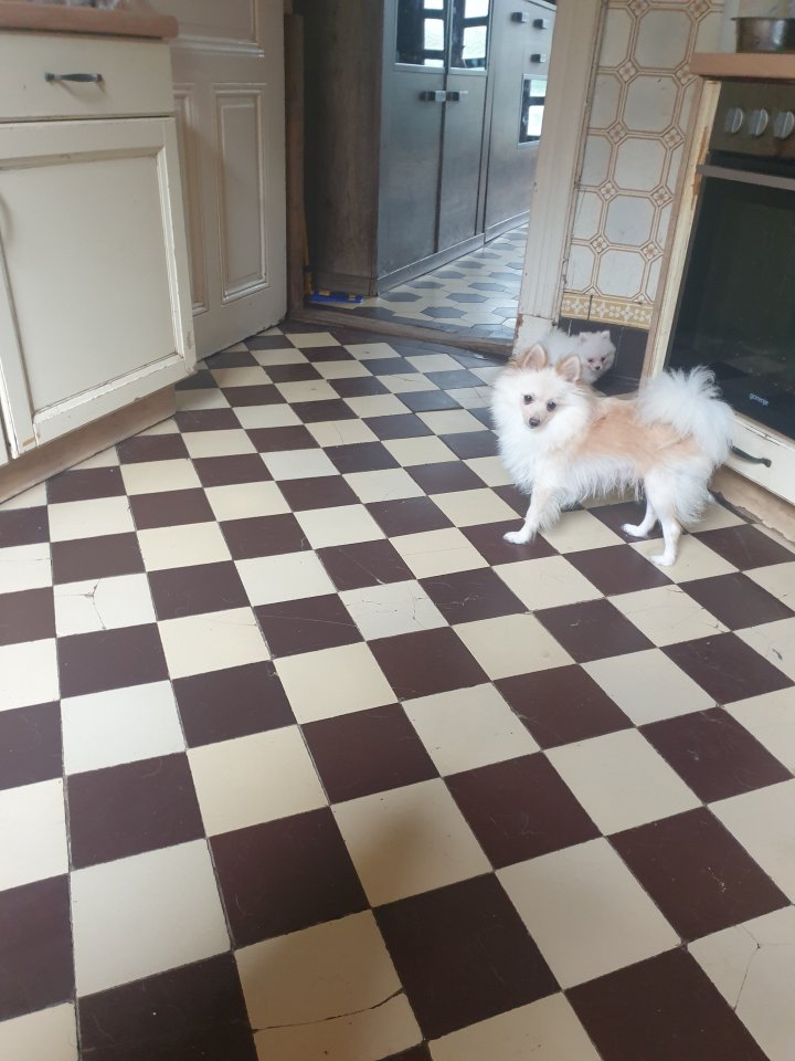 Pomeranian zwergspitz Welpen - Hunde - Hanerau hardemarschen