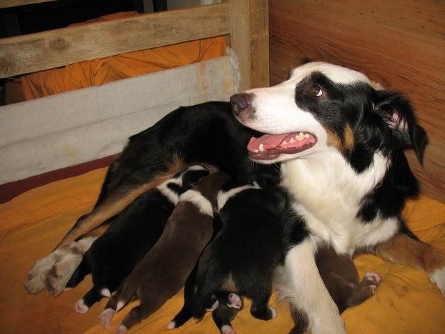 Wir haben 5 Aussie Welpen - Hunde - Giessen
