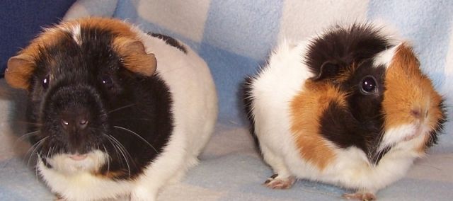 Tami und Emmi suchen ein neues Zuhause - Meerschweinchen - Essen