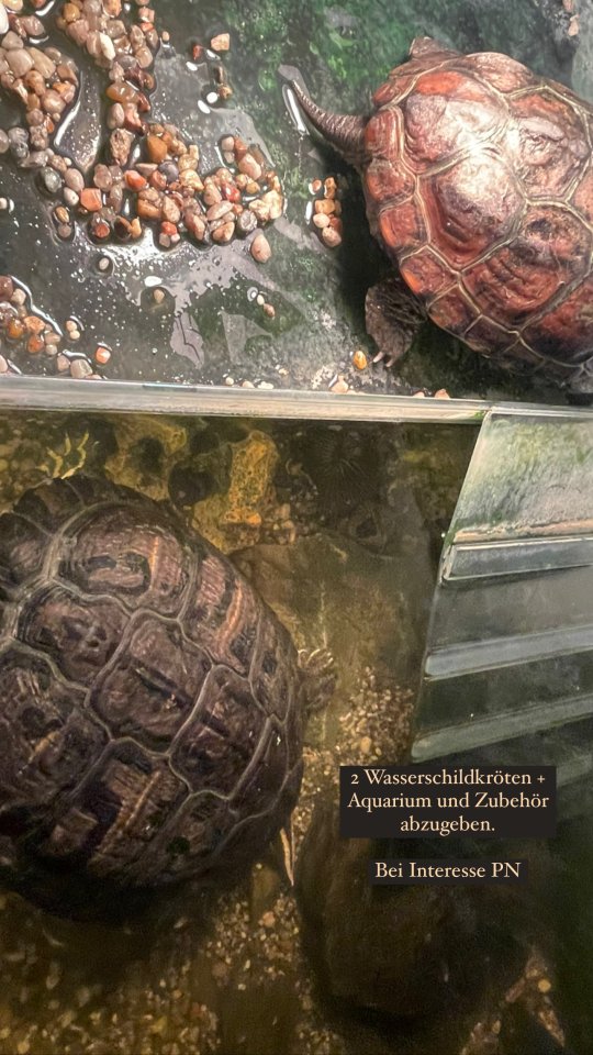 2 wasserschildkröten mit Zubehör - Reptilien - lemgo