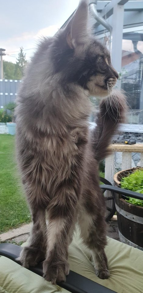 Große Maine Coon Dame, mit Papieren/ kastriert - Katzen - Untershausen