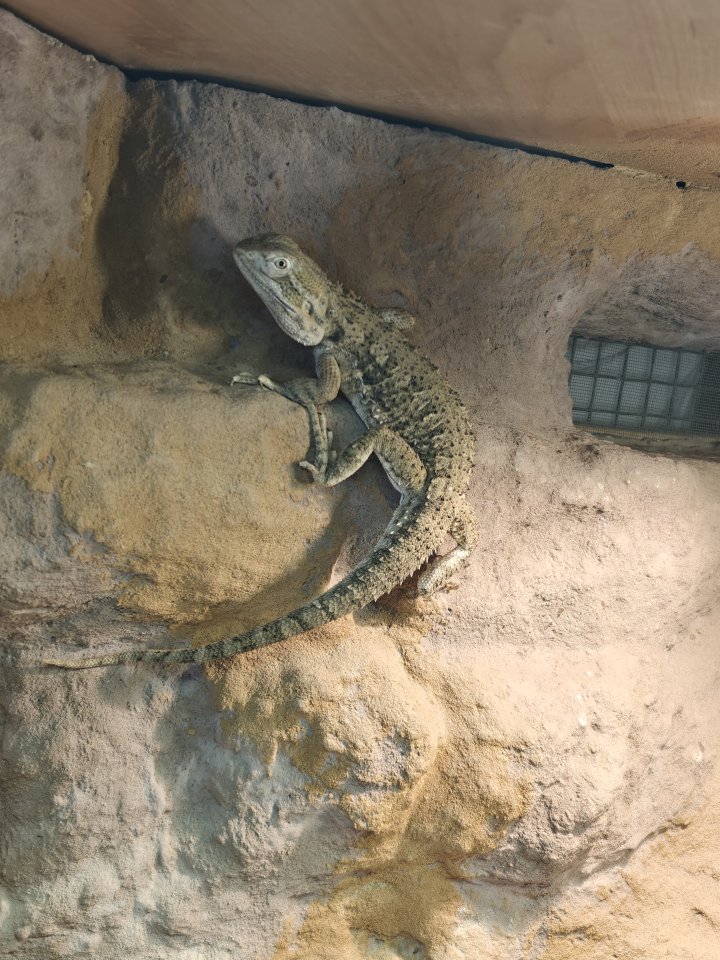 Zwergbartagame und Terrarium - Reptilien - Markranstädt