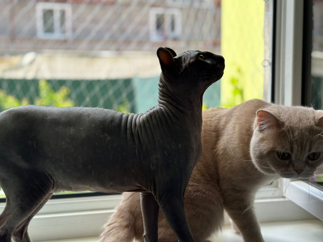 2 Reinrassige Katerchen - Katzen - Laakirchen