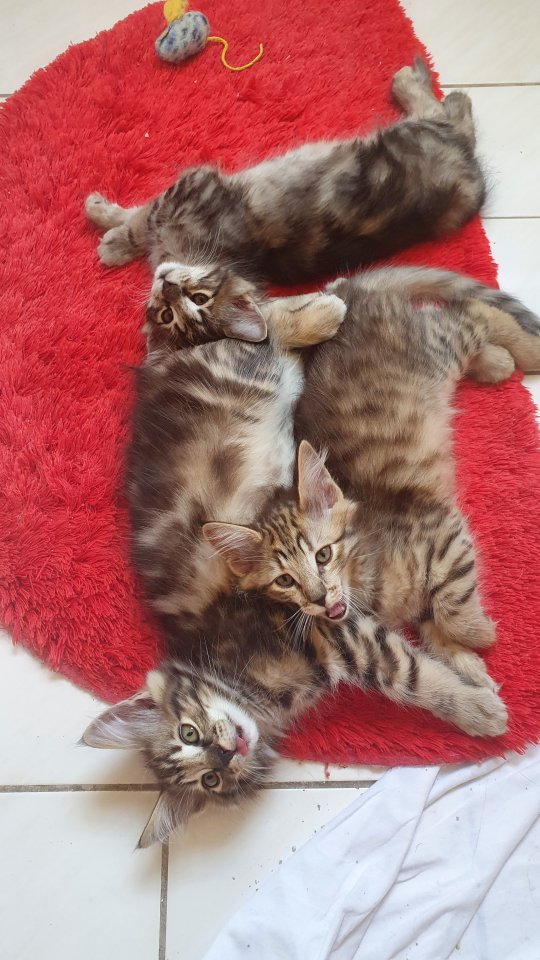 3 Katzenkinder Norwegische Waldkatze amber non-agouti (bernsteinfarben) - Katzen - Wachtberg - Ließem