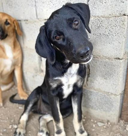 Leslie sucht ein passendes Zuhause - Hunde - Recklinghausen