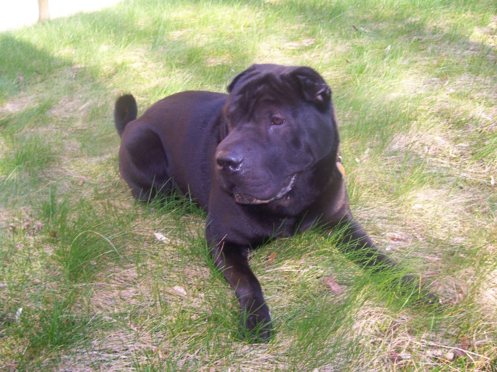 Baron sucht ein Weibchen zu decken - Hunde - Schwerin