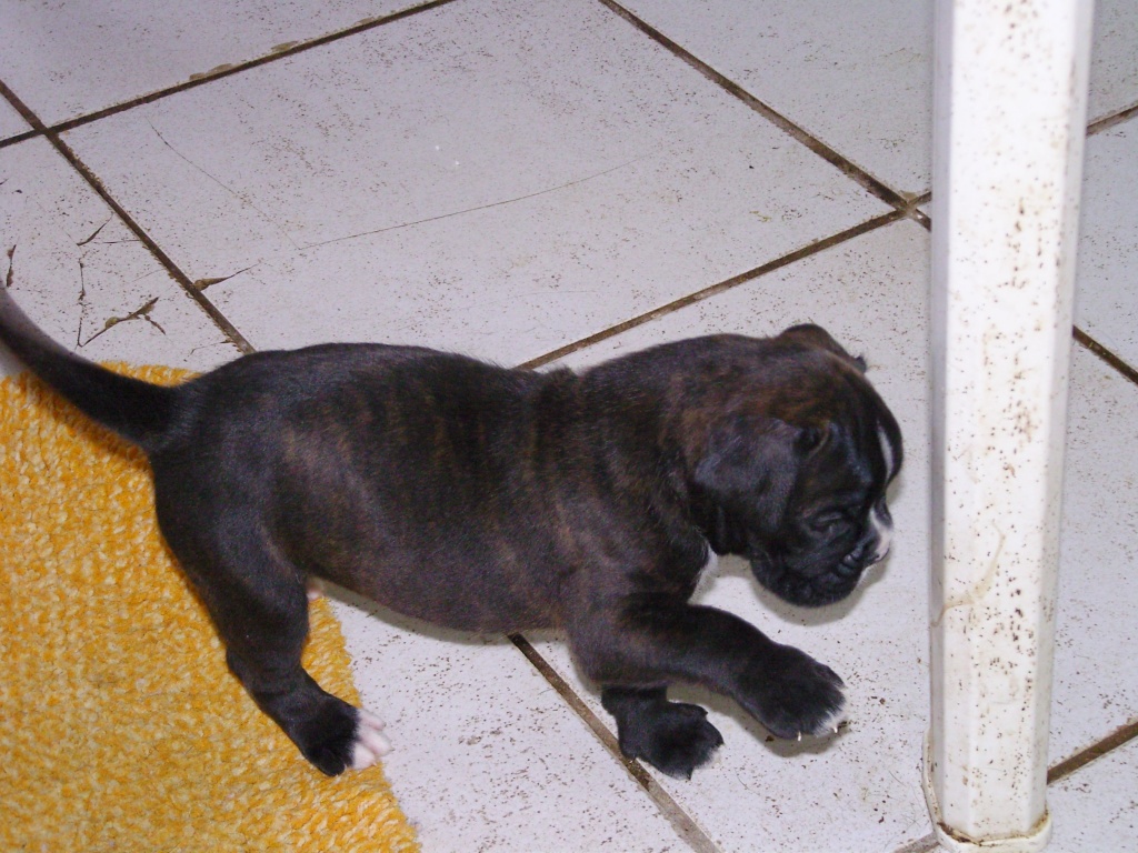 Boxer von Kochmin - Hunde - Edlau/OT Sieglitz