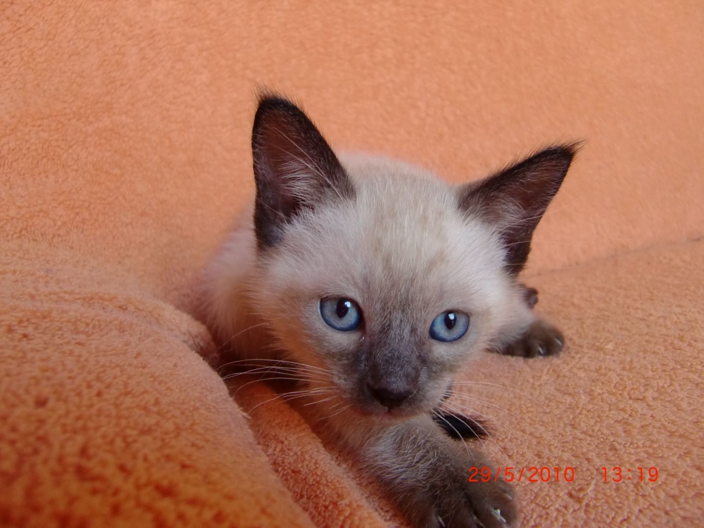 Siamkitten Siambabys Siamkatzen - Tierboersen - Mehlingen