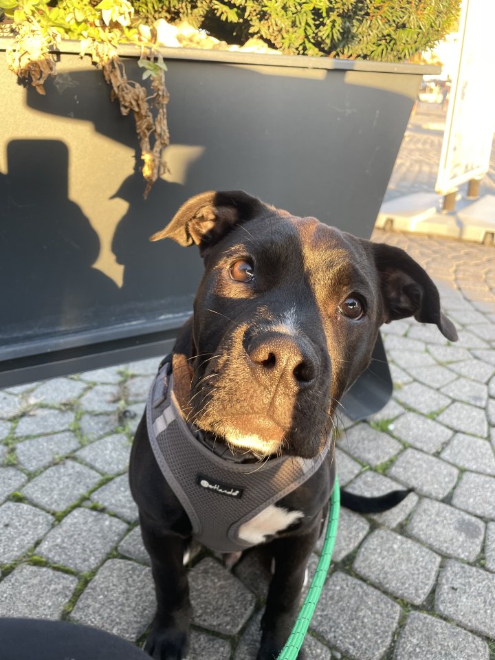 Toller Rüde in liebevolle Hände abzugeben - Hunde - Waren