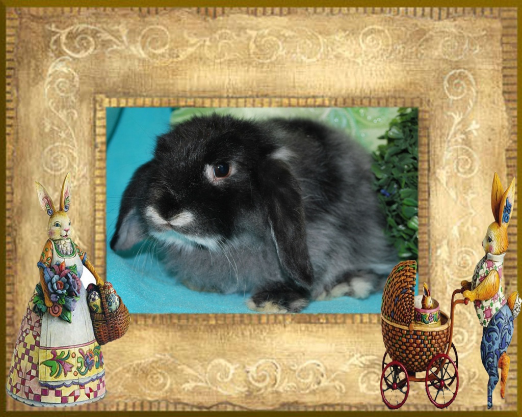 Kleine Kaninchen Mini Lop Cashmerewidder Nhd - Nagetiere - Pegnitz