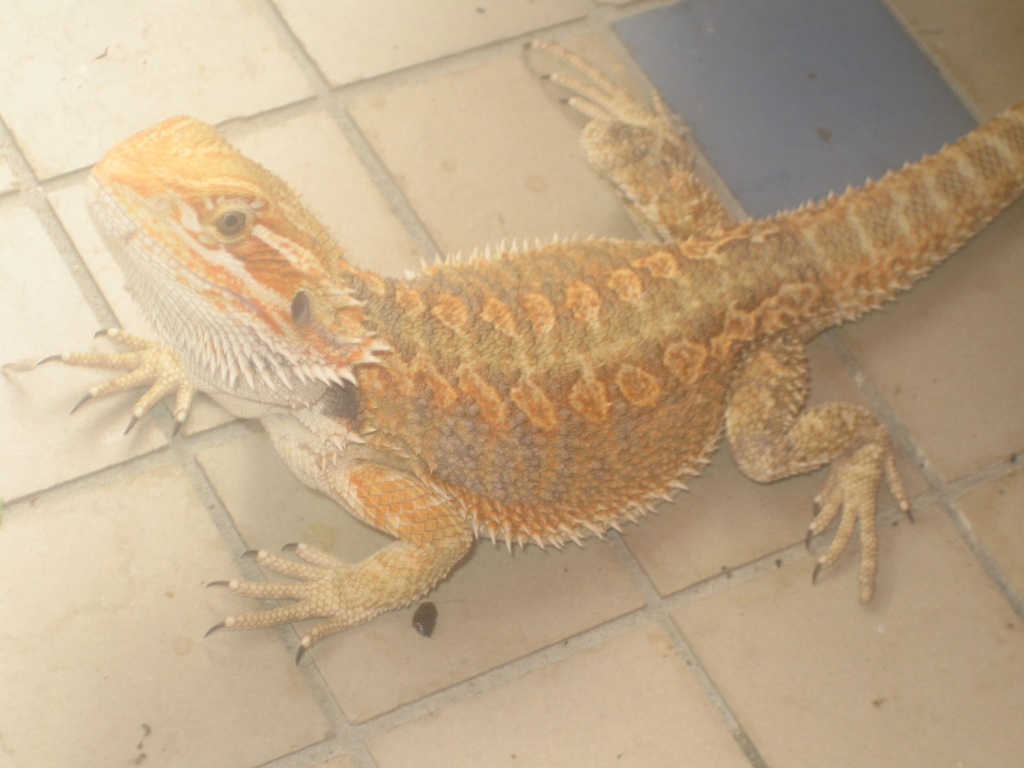 Bartagamen Leopardgeckos günstig abzugeben - Reptilien - Röhrmoos
