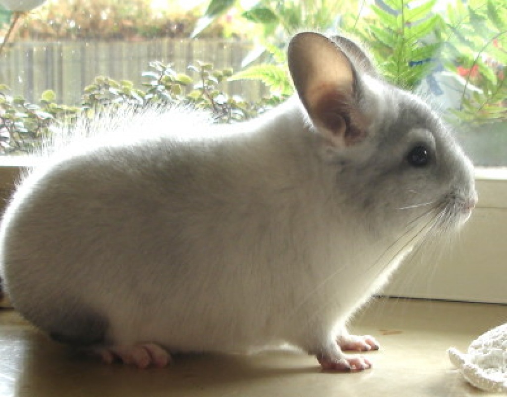Chinchillas 40822 Mettmann - Nagetiere - Mettmann