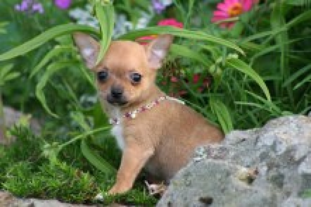 Bezaubernd Chihuahua Hündchen. - Hunde - lins