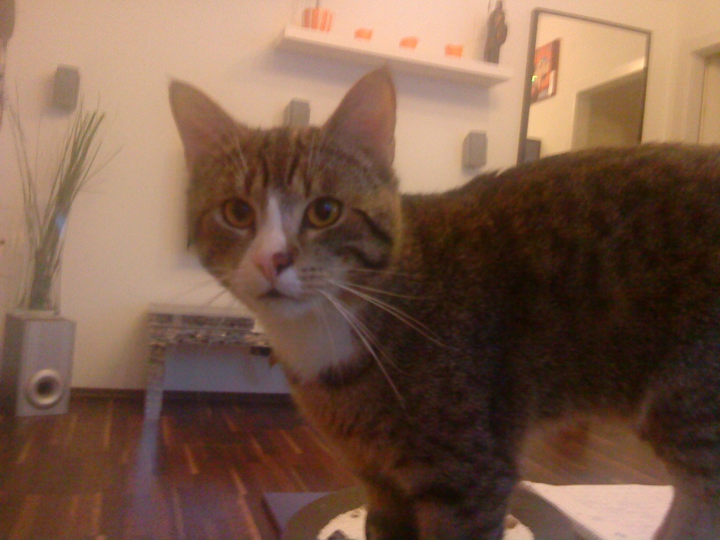 DRINGEND 2 Stubentiger zu Verschenken - Tierboersen - Wien