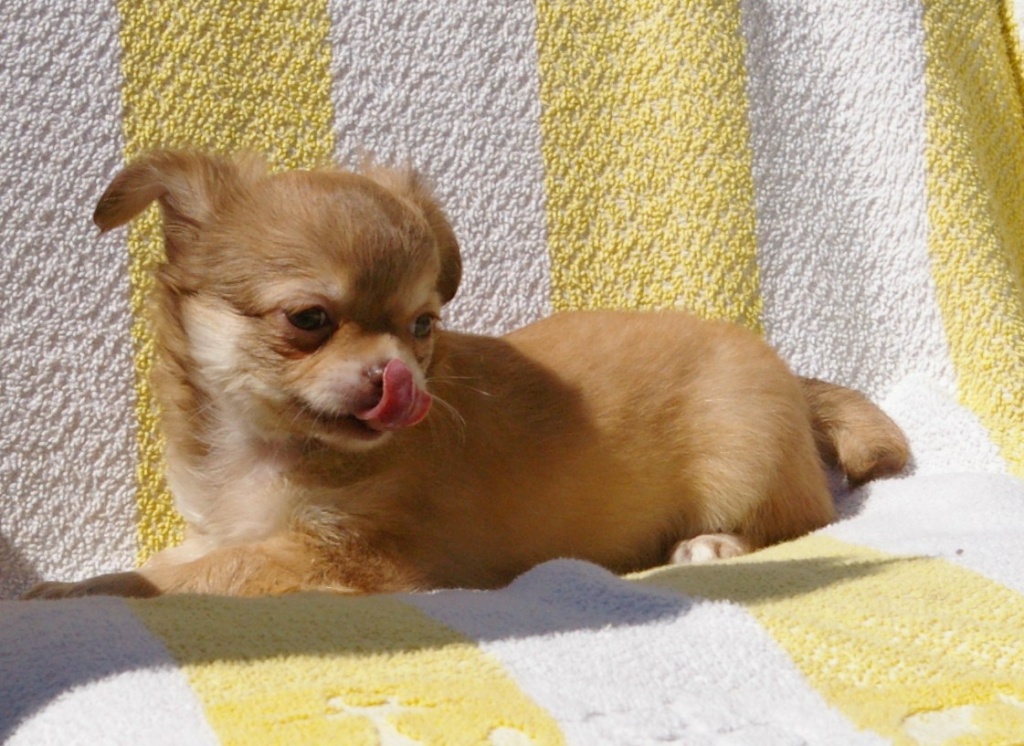 Chihuahuawelpe typvoller Rüde schoko-zobel - Hunde - Altenfurt