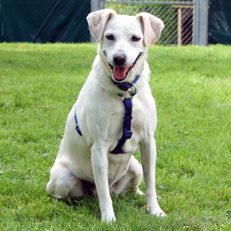 BELISSA - Labrador-Mix - 7 Jahre - Tierhilfe-Franken e.V. - Hunde - Lauf an der Pegnitz