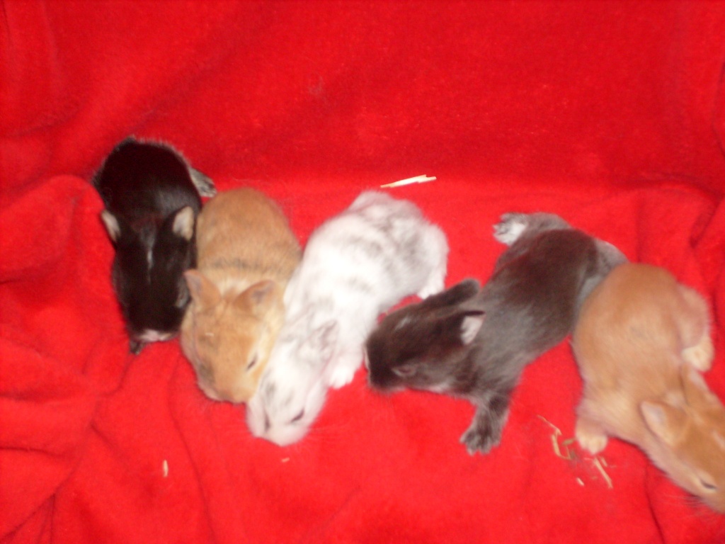 Kaninchen abzugeben - Nagetiere - Benzweiler