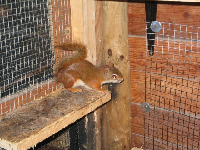 Kanadische Rothörnchen - Nagetiere Allgemein - Höchstädt