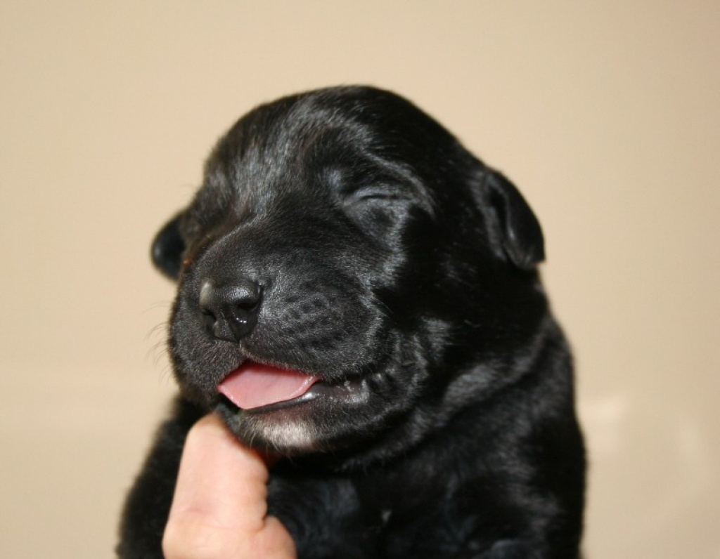 LABRADOR-CANE CORSO KREUZUNGSWELPEN - Hunde - Schwarzenberg Erzgebirge