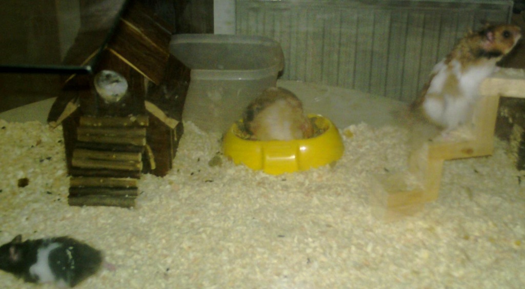 Teddyhamster aus Privater Zucht abzugeben - Nagetiere - Kamp Lintfort