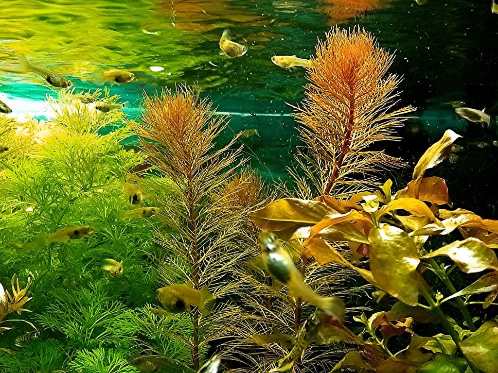 Rotes Mato Grosso Tausendblatt, Bündel, Wasserpflanzen (Versand/ Abholung) - Fische - Mechernich