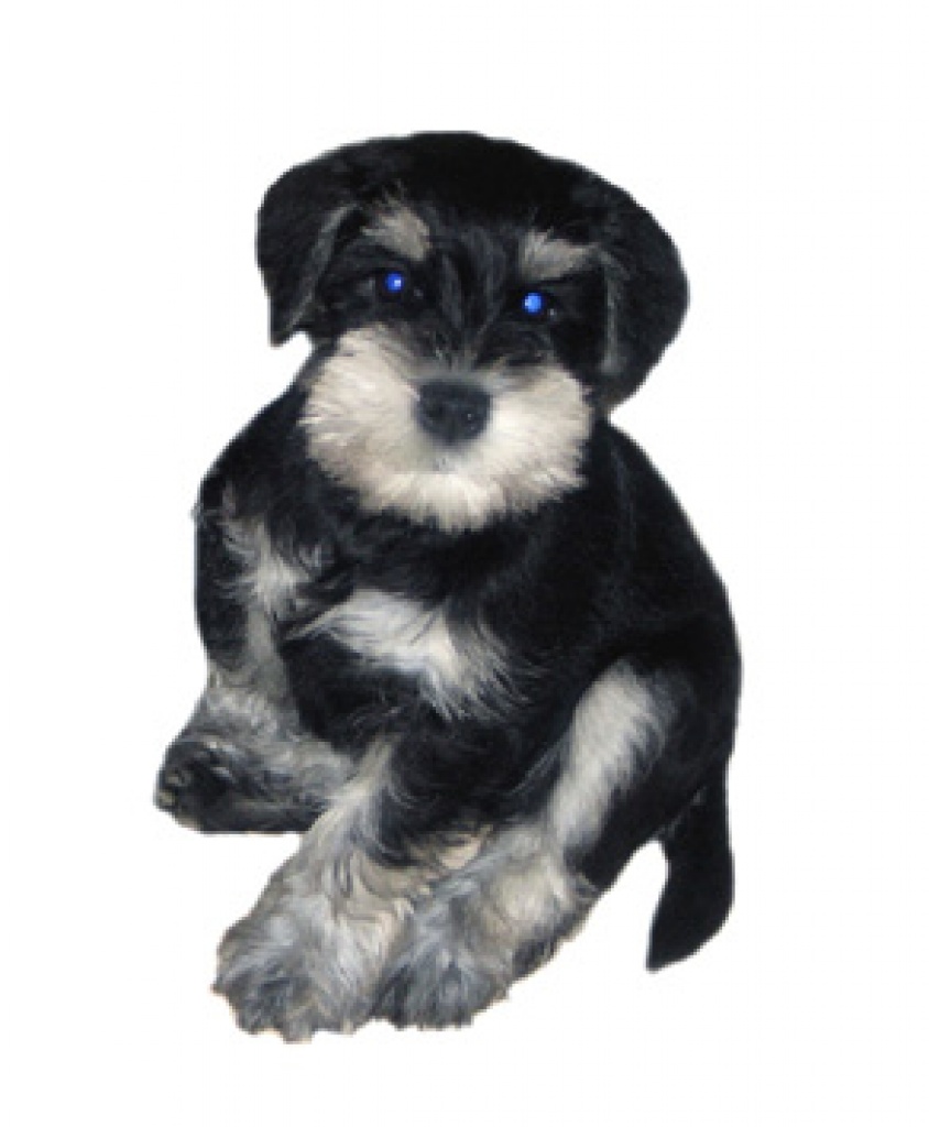 Zwergschnauzer schwarz/silber Welp-Rüde - Hunde - Stod