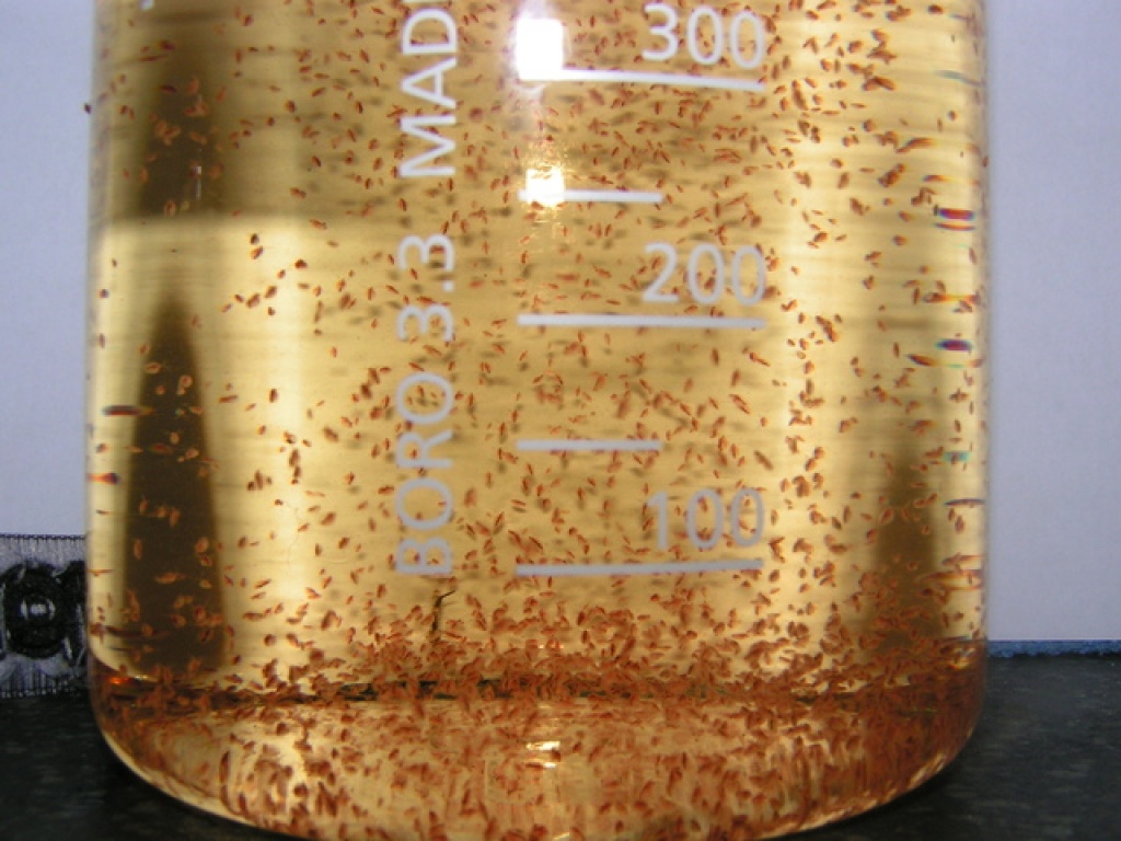 Der Große Wasserfloh - Lebendfutter Zuchtansatz - Daphnia magna - Futtertiere Allgemein - Herzogenrath