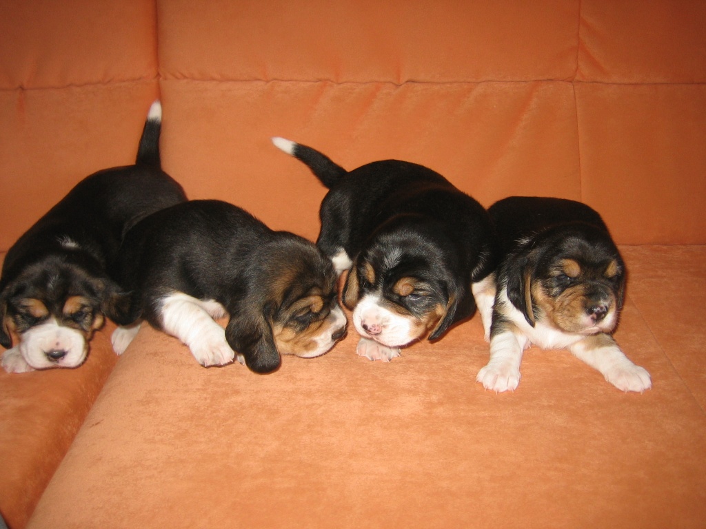 Beaglewelpen Tricolor - Hunde - Schwabmünchen