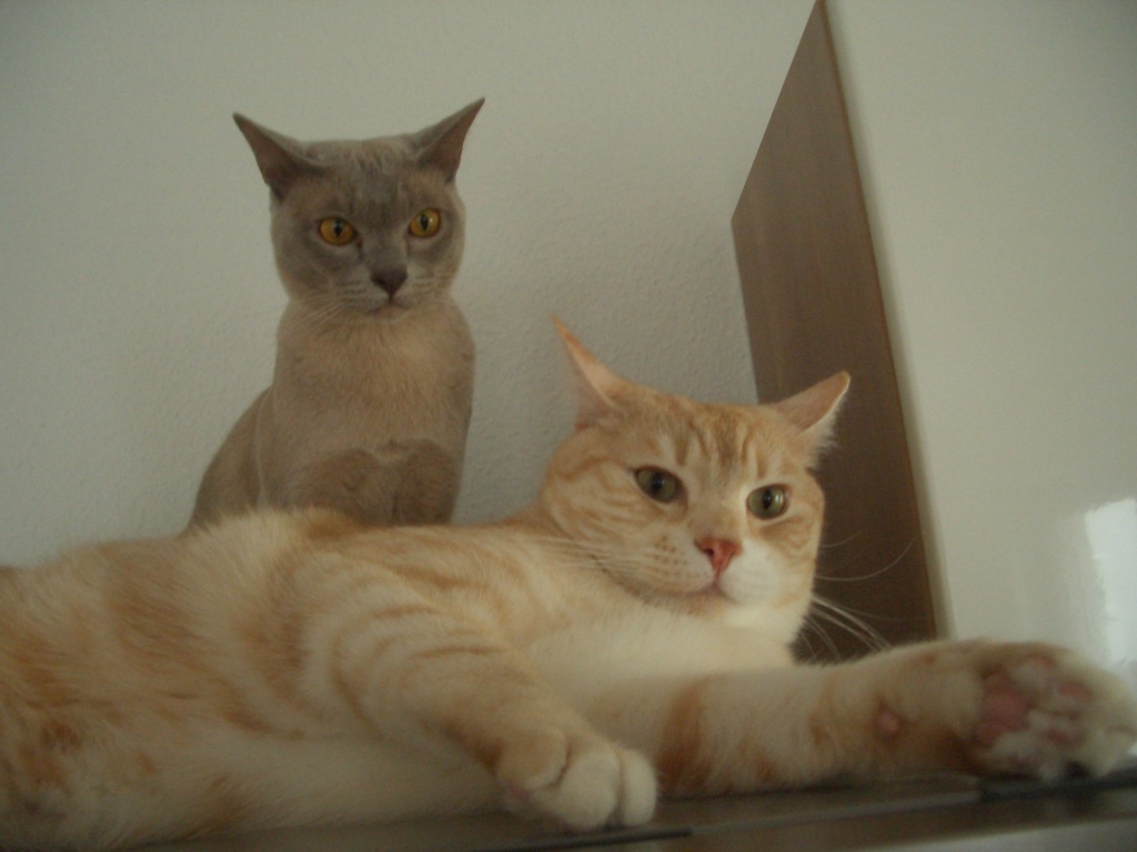 2 junge Rassekater abzugeben! Burma und Maine-Coone - Katzen - Eggenstein Leopoldshafen