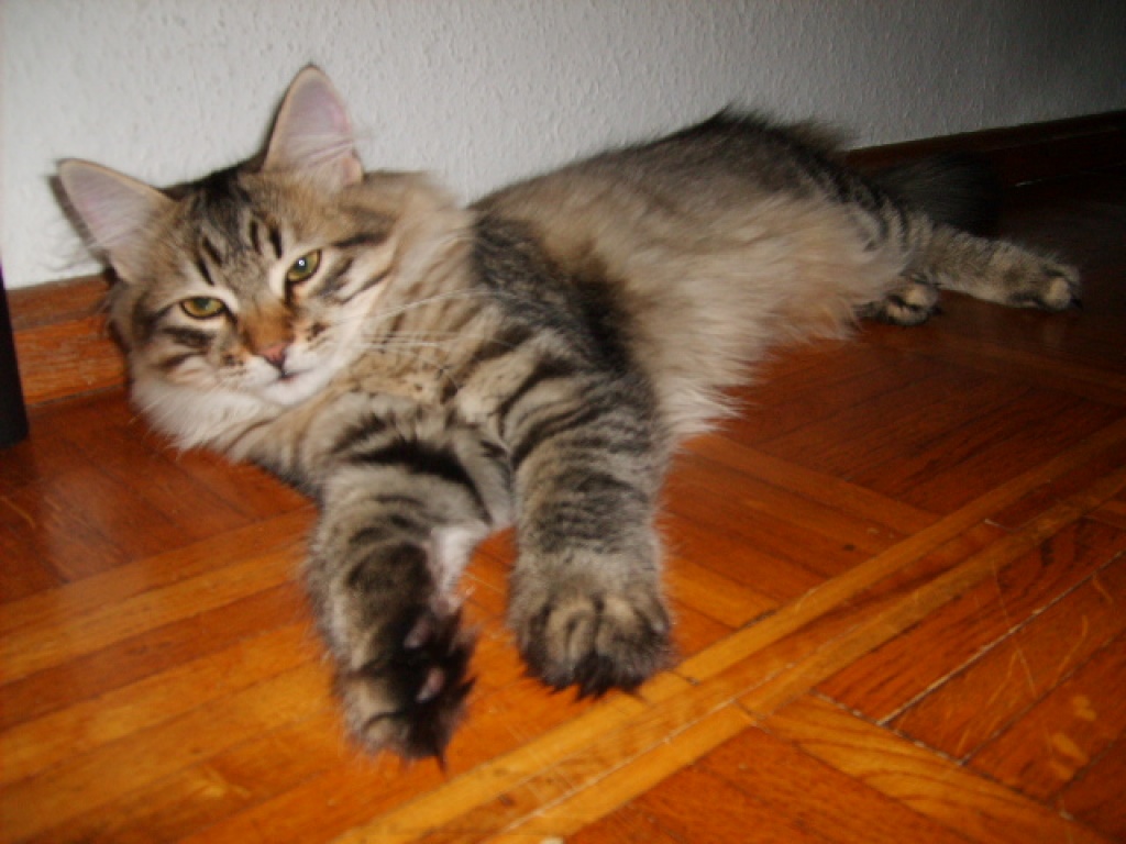 Sibirische Katzen von Jowanka - Katzen - Breuberg
