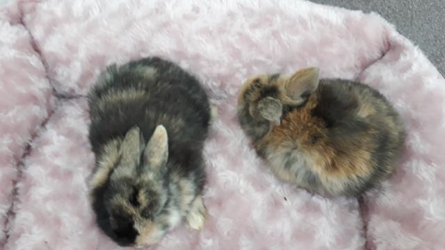 Zwergwidder - Hasen Kaninchen - Borgentreich