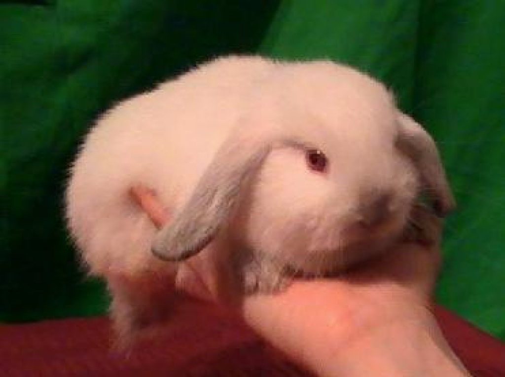 Kleine Miniwidder - Nagetiere - Palling