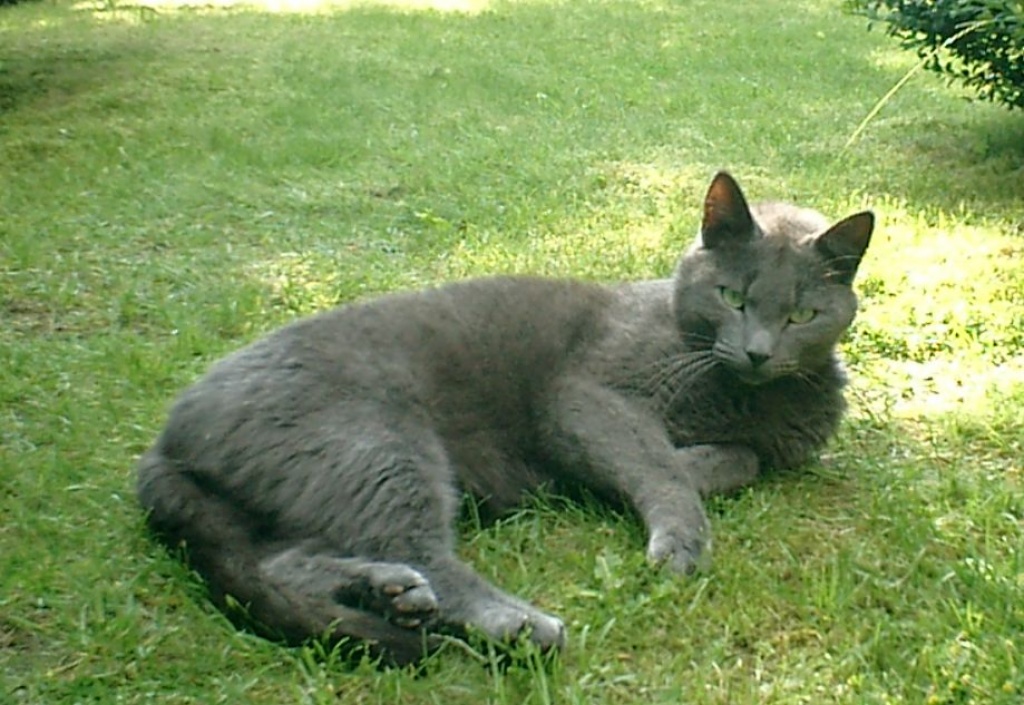 Seit dem 11.07.2021 grauer Kater - Entlaufen Zugelaufen - Norderstedt