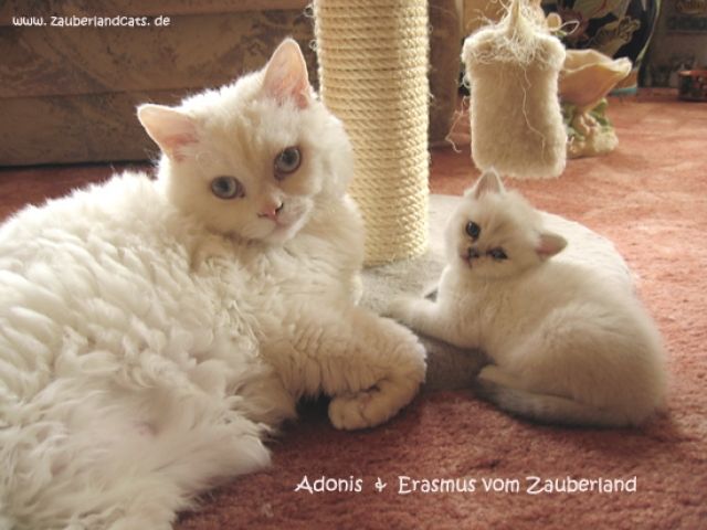 Britisch Kurzhaar und Selkirk Rex Kätzchen - Katzen - Magdeburg