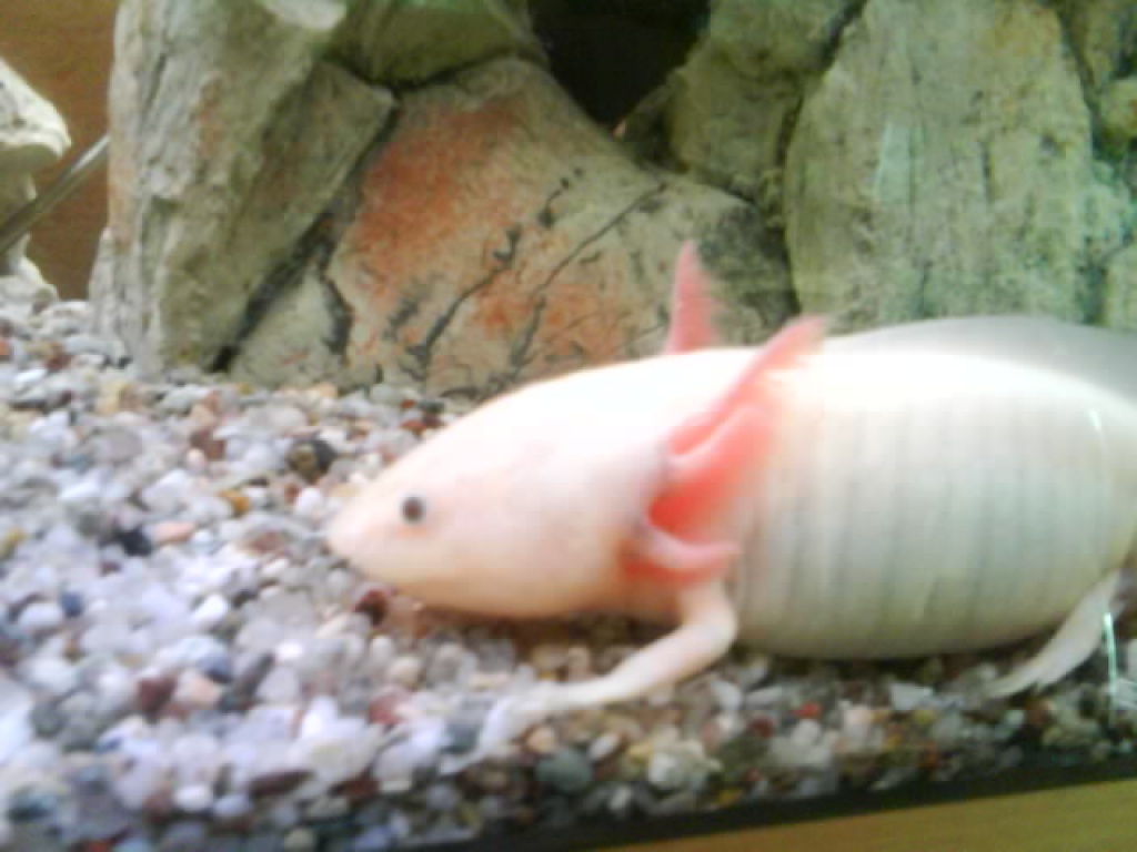 Hallo ich habe noch axolotl zu vergeben - Amphibien - Treuenbrietzen