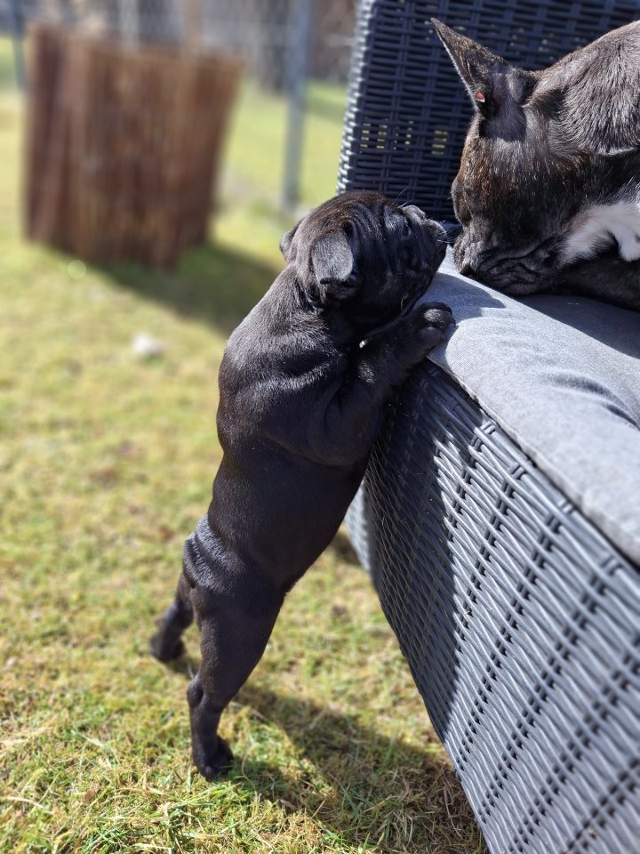 Französische Bulldogge welpen - Hunde - Steindorf