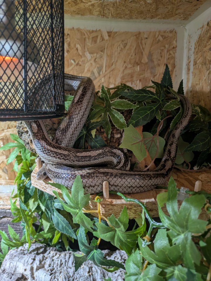 Kornnatter Männchen 1.0 NZ2022 - Reptilien - Großenhain