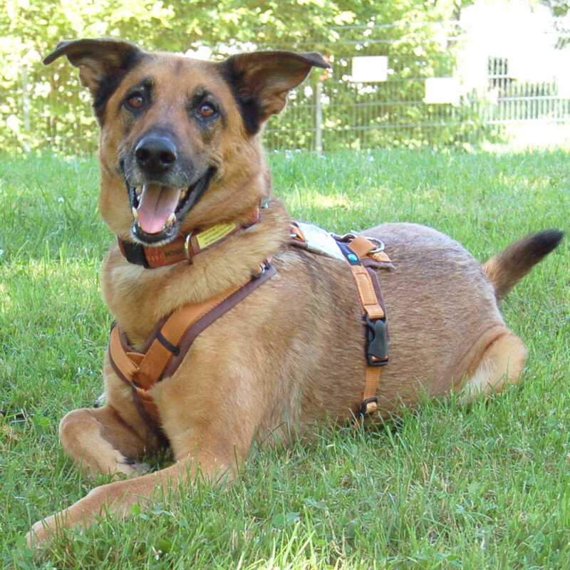 Amy-Ma -  weiblich 7 Jahre 59 cm 31 kg Mali-Schäferhund-Mix Gechipt Nicht kastri - Hunde - Lauf an der Pegnitz